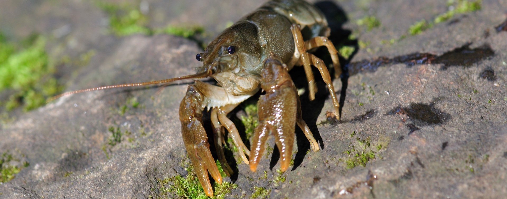 White Clawed Crayfish Surveys