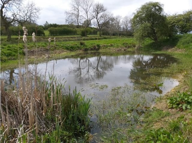 Pond and Wetland Creation
