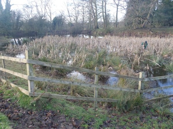Pond and Wetland Management