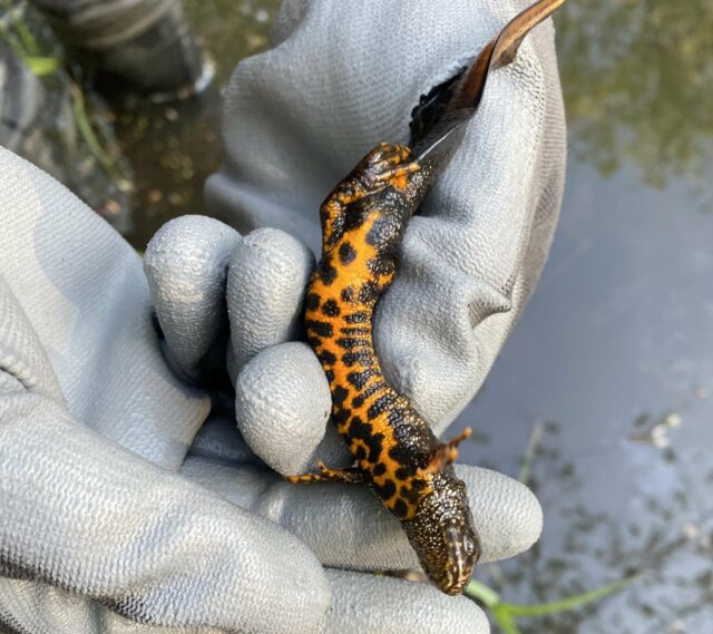 Great Crested Newt population monitoring